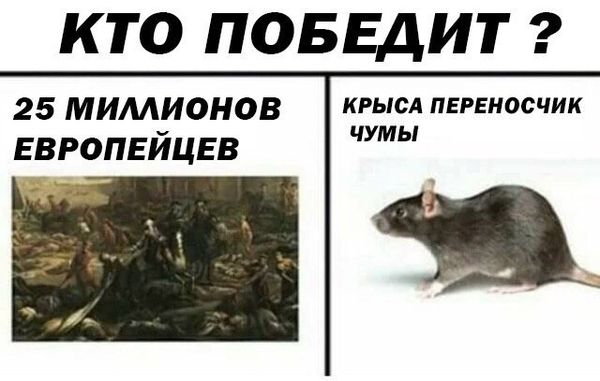 Обработка от грызунов крыс и мышей в Комсомольске-на-Амуре