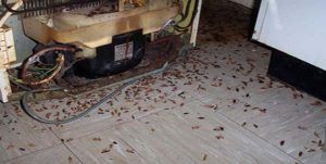 Поморить тараканов в квартире в Комсомольске-на-Амуре, цены