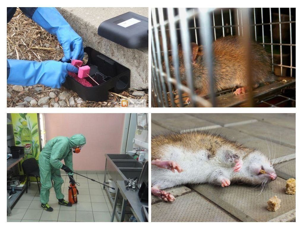 Дератизация от грызунов от крыс и мышей в Комсомольске-на-Амуре