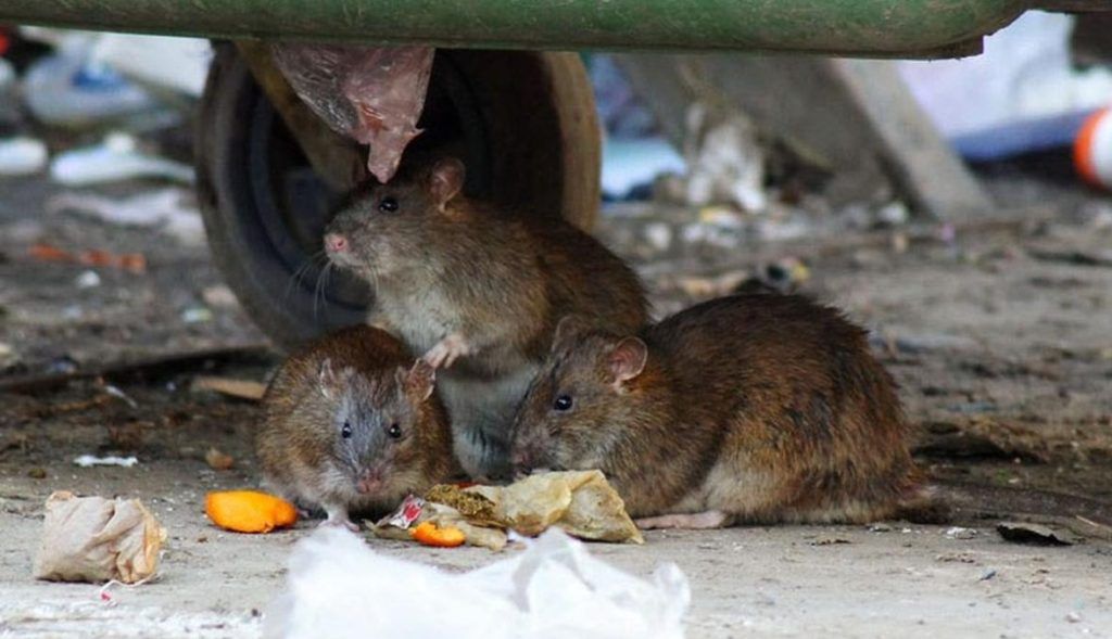 Травить грызунов крыс и мышей в Комсомольске-на-Амуре