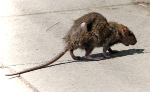 Фирма по уничтожению грызунов, крыс и мышей в Комсомольске-на-Амуре