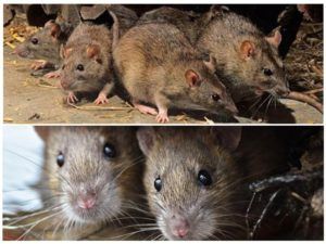 Травить грызунов крыс и мышей в Комсомольске-на-Амуре