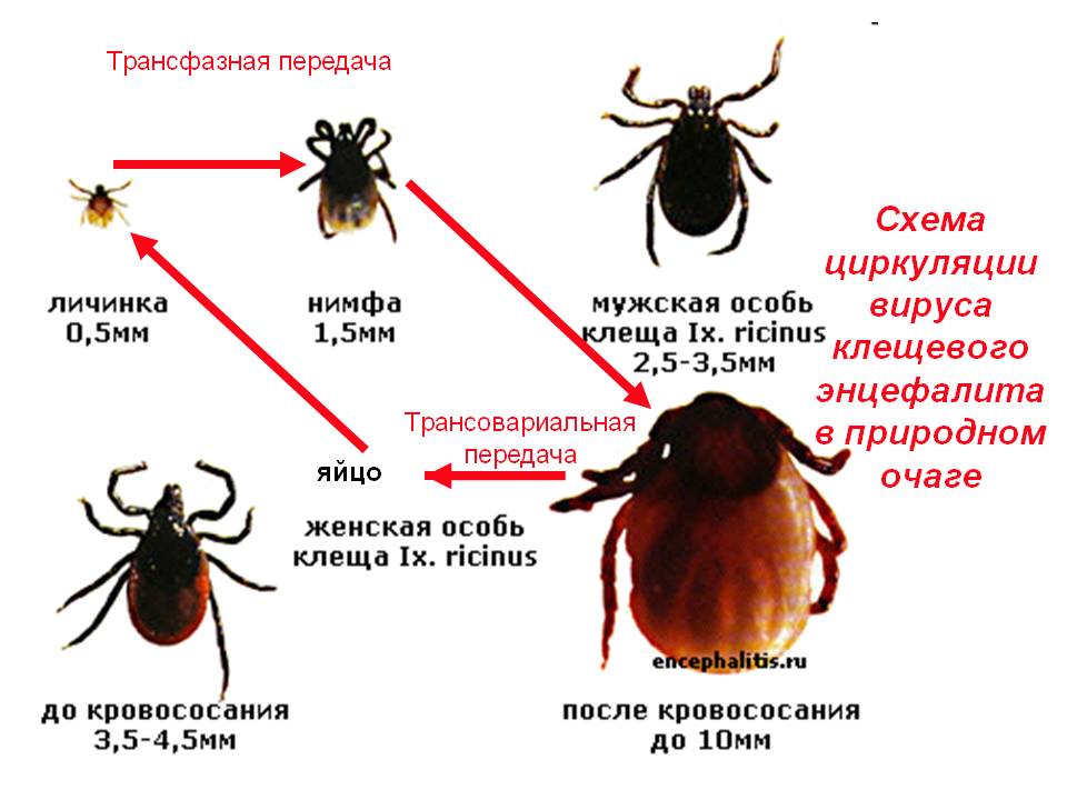 Обработка газона от клещей в Комсомольске-на-Амуре и области. Цены