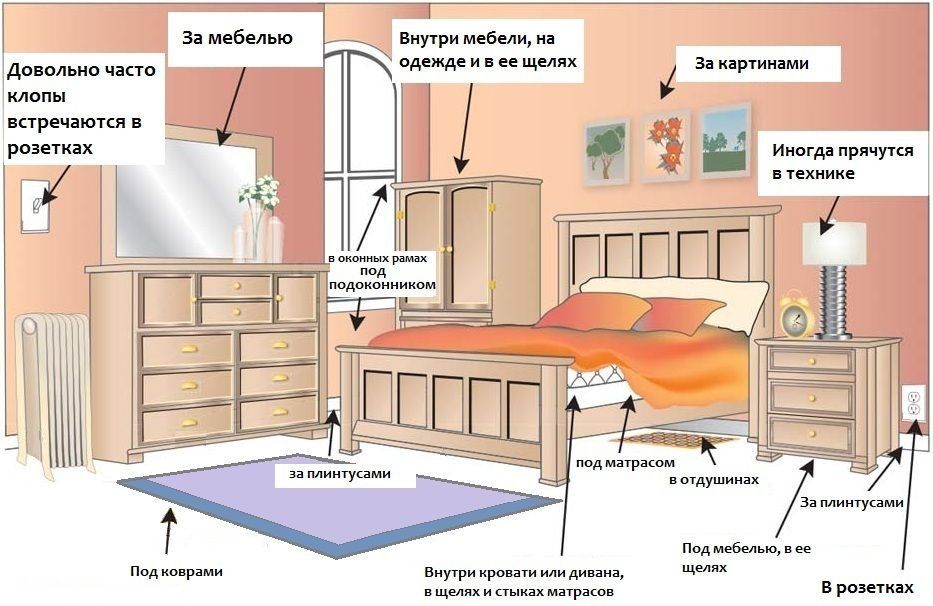 Обработка от клопов квартиры в Комсомольске-на-Амуре
