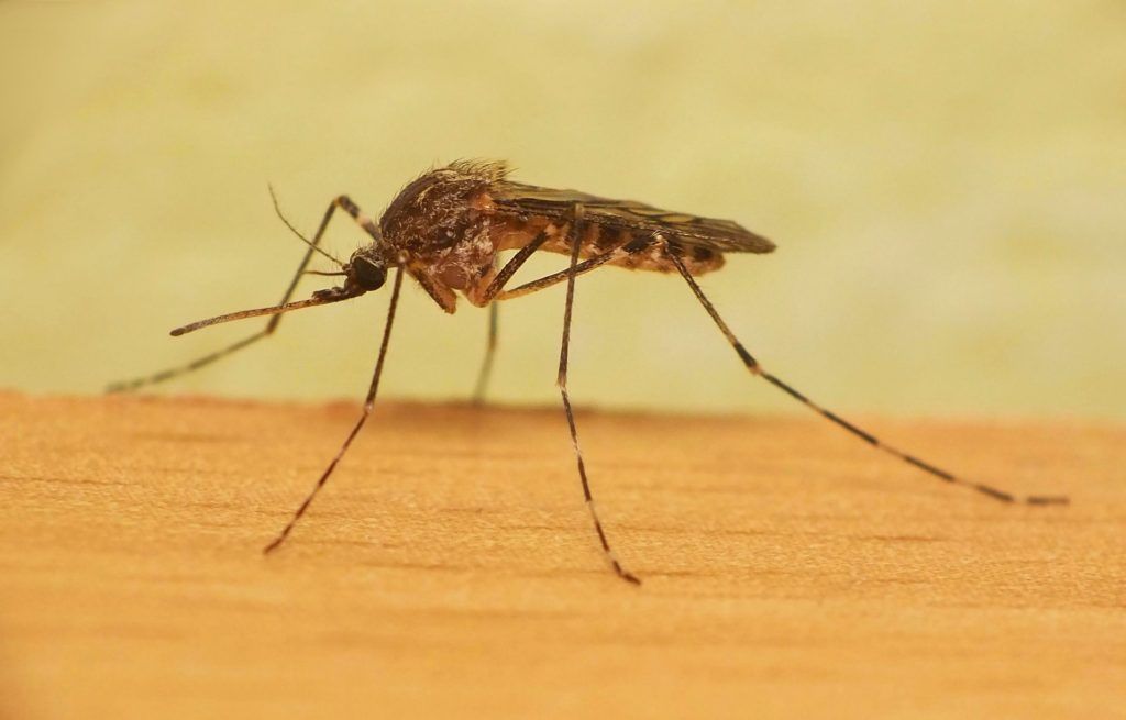 Уничтожение комаров в Комсомольске-на-Амуре