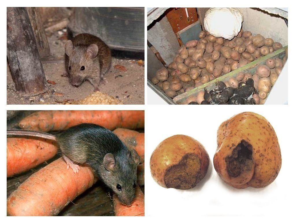 Обработка от грызунов крыс и мышей в Комсомольске-на-Амуре