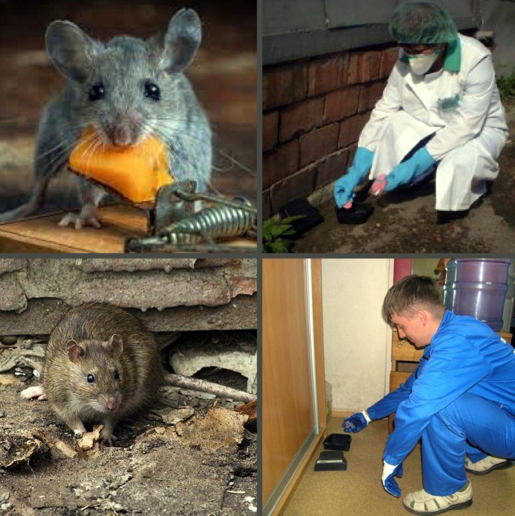 Дезинфекция от грызунов, крыс и мышей в Комсомольске-на-Амуре