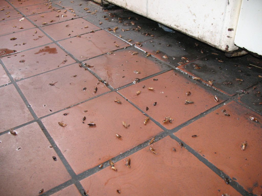 Уничтожение тараканов в квартире в Комсомольске-на-Амуре 