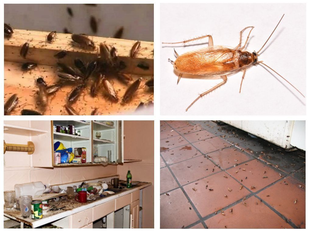 Морить тараканов в квартире в Комсомольске-на-Амуре, цены