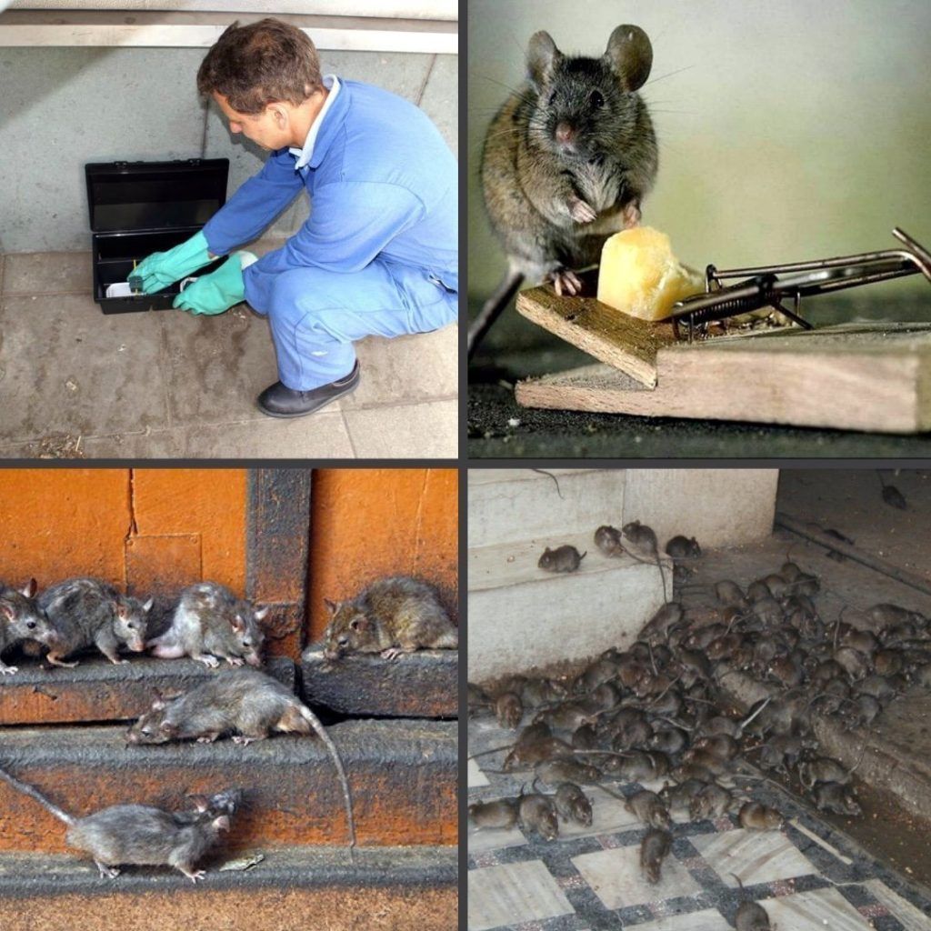Дезинфекция от блох в квартире в Комсомольске-на-Амуре