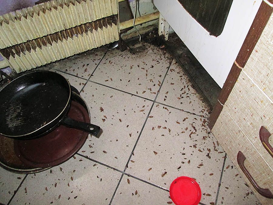 Санэпидемстанция от тараканов в Комсомольске-на-Амуре, вызвать, цены